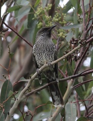 Anthochaera chrysoptera