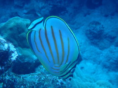Chaetodon ornatissimus