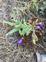 Penstemon laetus