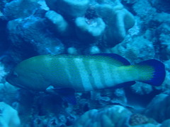 Cephalopholis argus