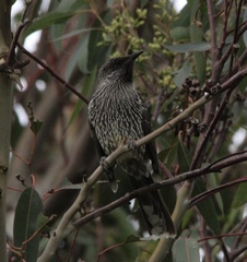 Anthochaera chrysoptera