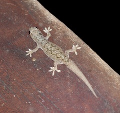 Hemidactylus mercatorius