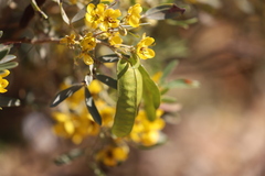 Senna artemisioides quadrifolia