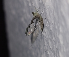 Callibaetis pictus