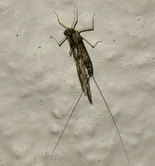 Callibaetis pictus