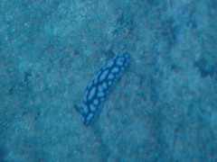 Phyllidiella