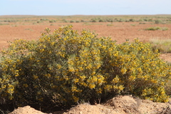Senna artemisioides quadrifolia