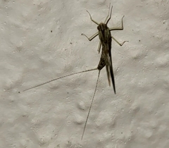 Callibaetis pictus