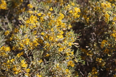 Senna artemisioides quadrifolia