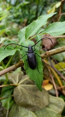 Priotyrannus mordax