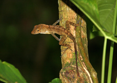 Anolis gundlachi