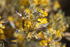 Senna artemisioides quadrifolia