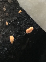 Bilobella braunerae