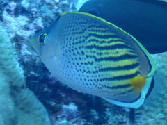 Chaetodon pelewensis