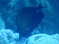 Zebrasoma scopas