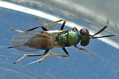 Encyrtidae