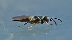 Encyrtidae