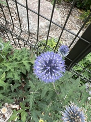 Echinops
