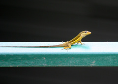 Anolis krugi