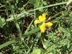 Anthidium oblongatum