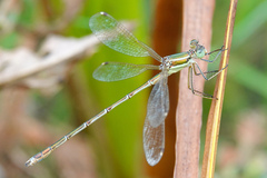 Lestes barbarus