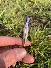 Gentianopsis holopetala