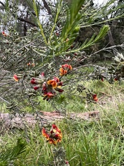 Dillwynia sericea