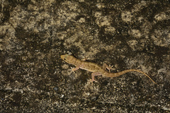Hemidactylus bowringii