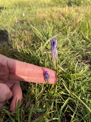 Gentianopsis holopetala