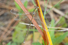Lestes barbarus