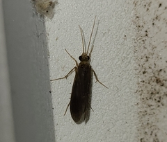 Polycentropodidae
