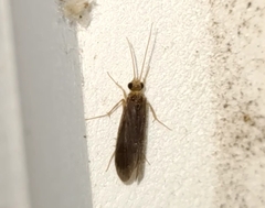 Polycentropodidae
