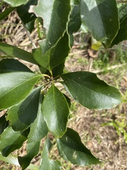 Auranticarpa rhombifolia