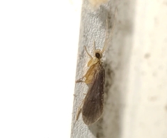 Polycentropodidae