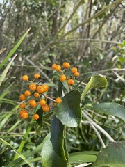 Auranticarpa rhombifolia