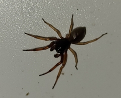 Trachelas tranquillus