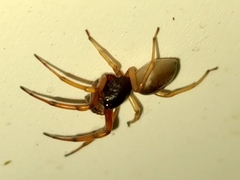 Trachelas tranquillus