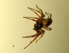 Trachelas tranquillus