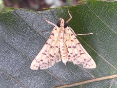 Conogethes punctiferalis