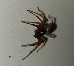 Trachelas tranquillus