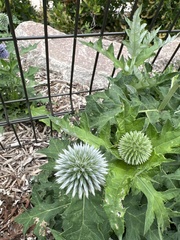 Echinops