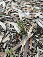 Allocasuarina