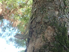 Diploderma swinhonis