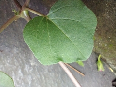 Boerhavia diffusa