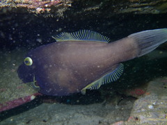 Eubalichthys bucephalus
