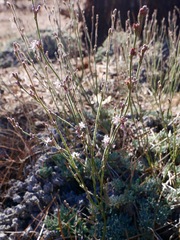 Eriogonum wrightii subscaposum