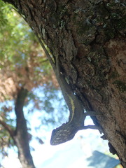 Diploderma swinhonis