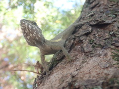 Diploderma swinhonis