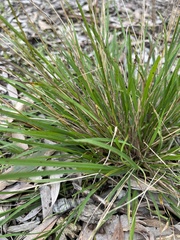 Microlaena stipoides
