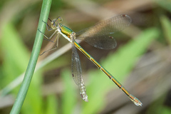 Lestes virens